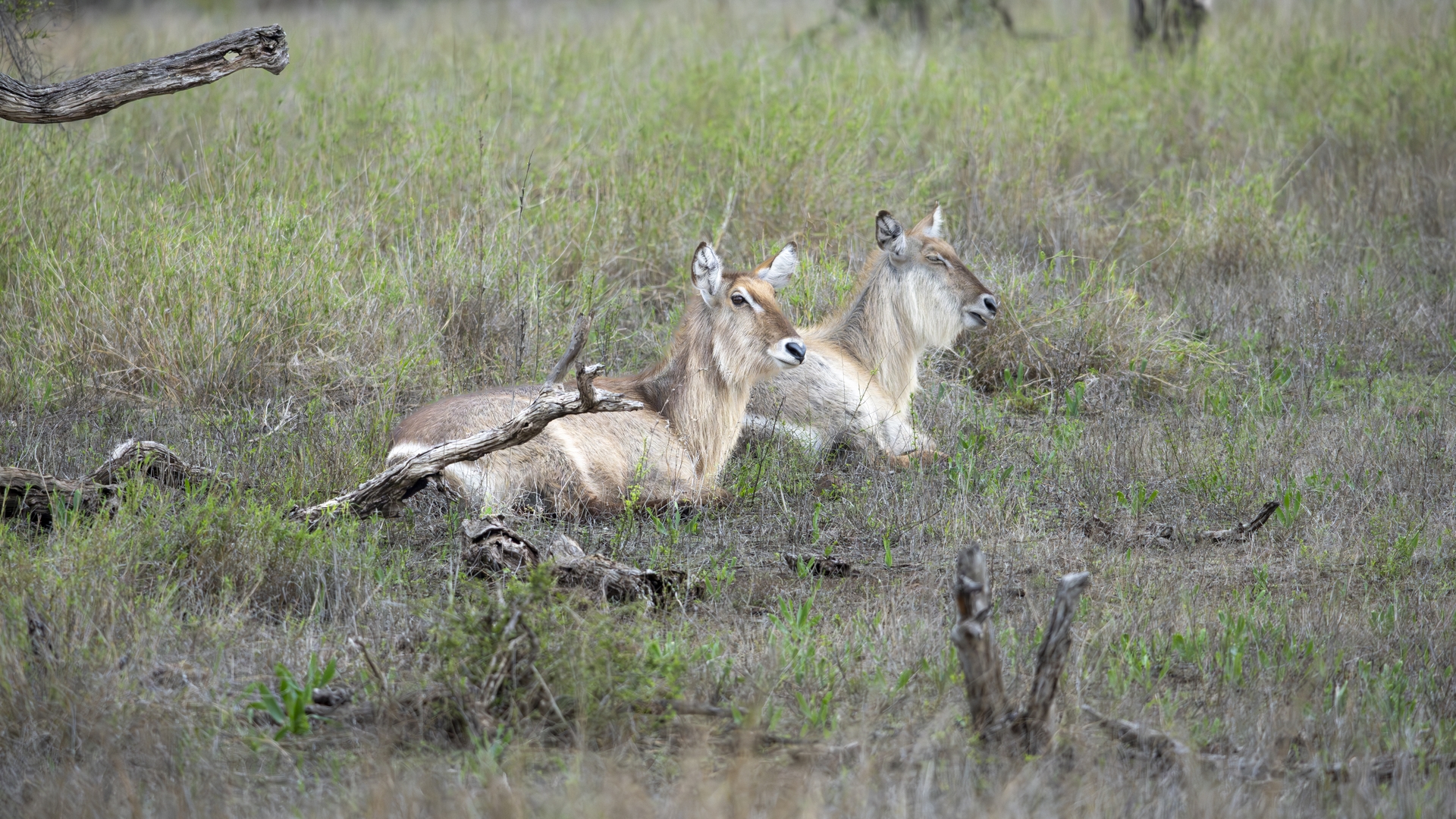 Kruger25 2025 11 02 07 52 33 ILCE 1M2 3895